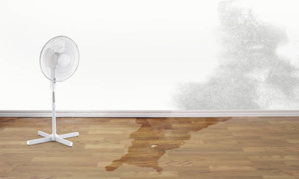 Best Carpet water damage restoration  in East Renton Highlands, WA